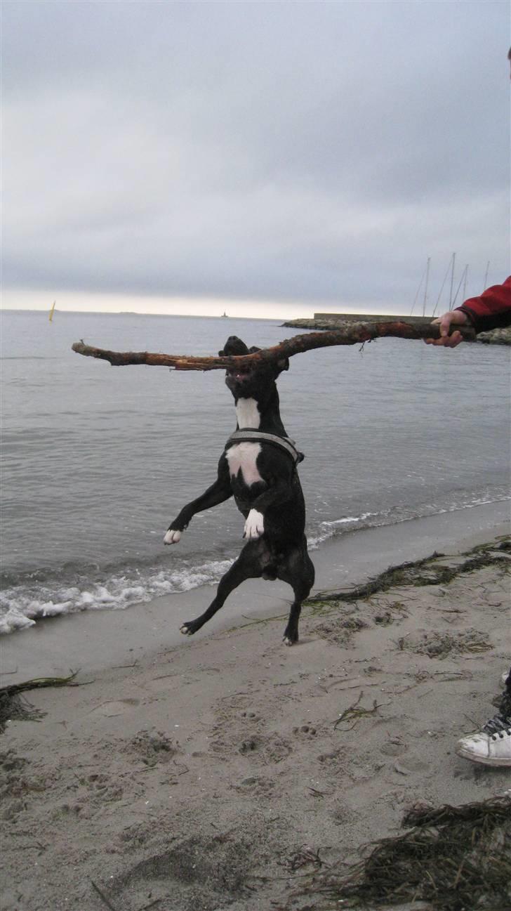 Blanding af racer Harley billede 12