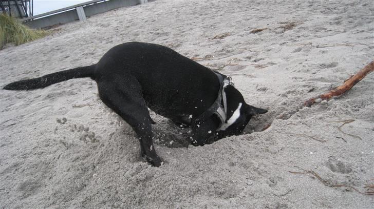 Blanding af racer Harley billede 13