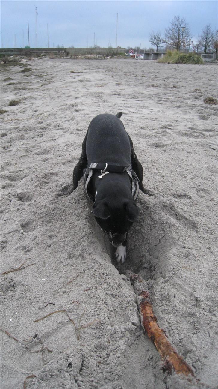 Blanding af racer Harley - Harley forsøger at grave en pind ned billede 14