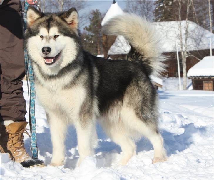 Alaskan malamute Ayrin billede 19