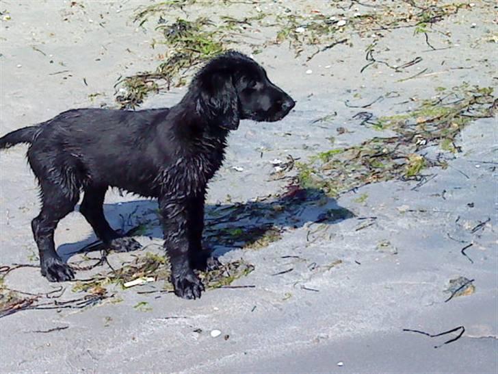 Flat coated retriever Morris - Morris ved fjorden i løgstør. billede 5