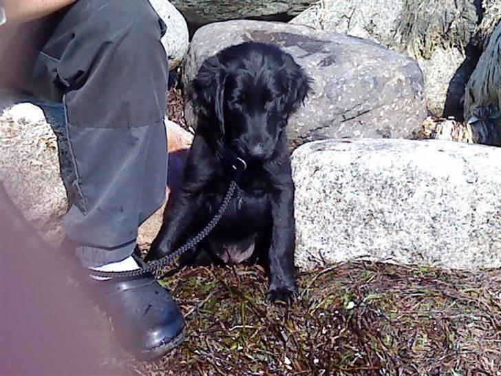 Flat coated retriever Morris - Morris ved fjorden i løgstør. billede 6