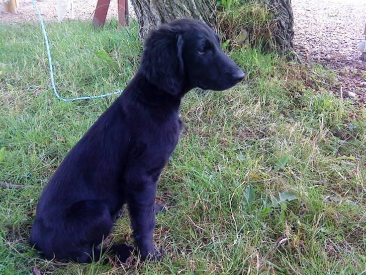 Flat coated retriever Morris - Morris sidder og kigger. sikkert på kattene! d; billede 7