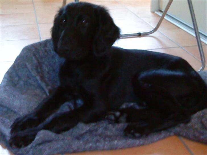 Flat coated retriever Morris - Morris med et af hans elskede tæpper. billede 8