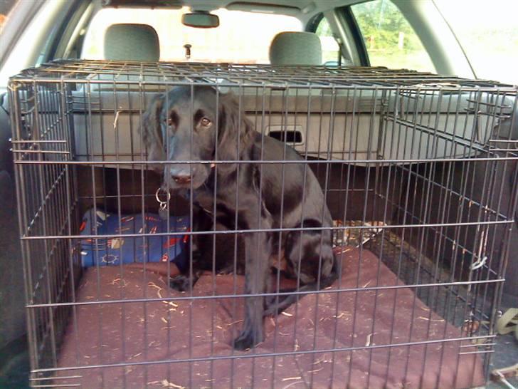 Flat coated retriever Morris - Morris i "buret" d: billede 9