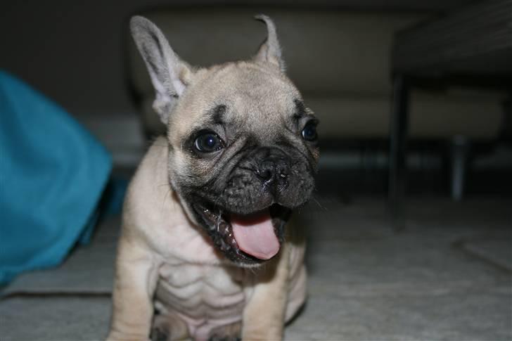 Fransk bulldog Jack billede 8