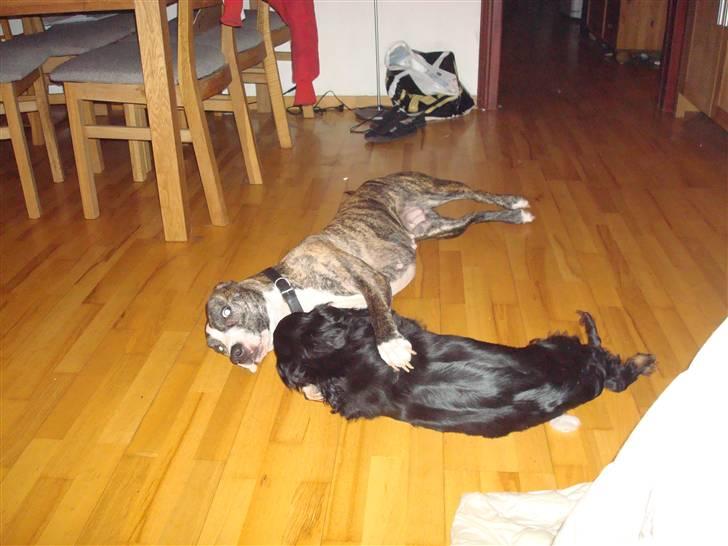 Cocker spaniel Harley R.I.P :( billede 8