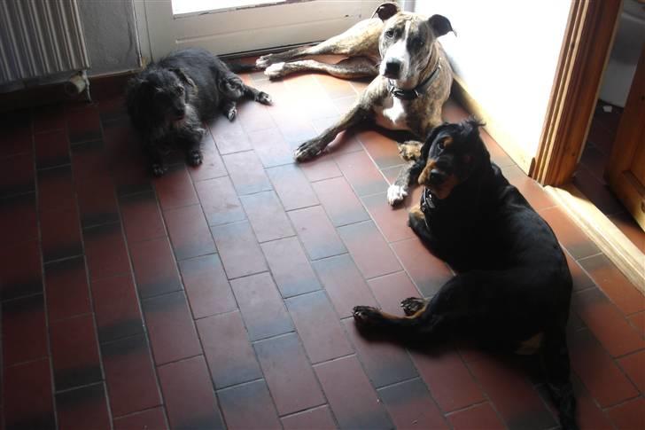 Cocker spaniel Harley R.I.P :( - familien :) billede 9