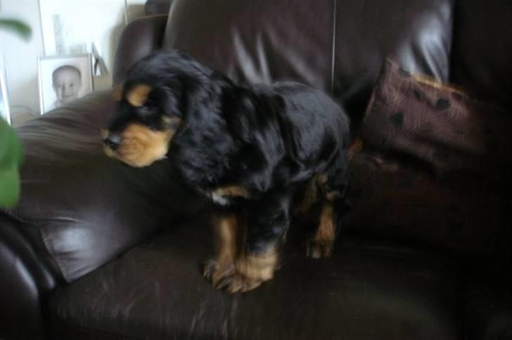 Cocker spaniel Harley R.I.P :( billede 10