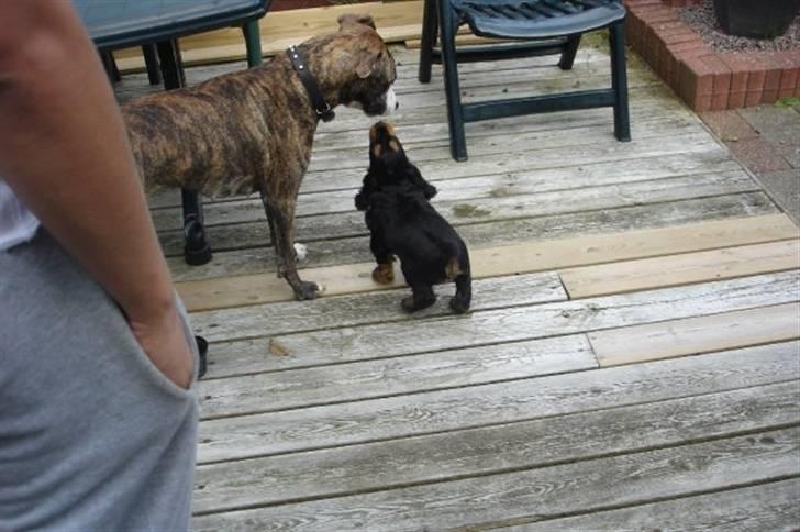 Cocker spaniel Harley R.I.P :( billede 11