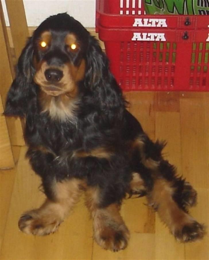 Cocker spaniel Harley R.I.P :( billede 12