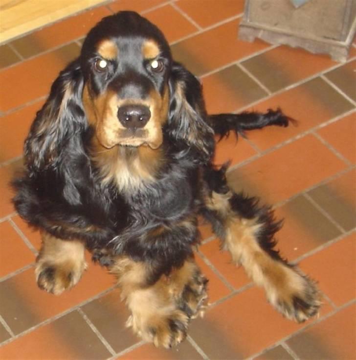 Cocker spaniel Harley R.I.P :( billede 13
