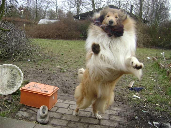 Collie langhåret Zacho - Jeg griber den... billede 12