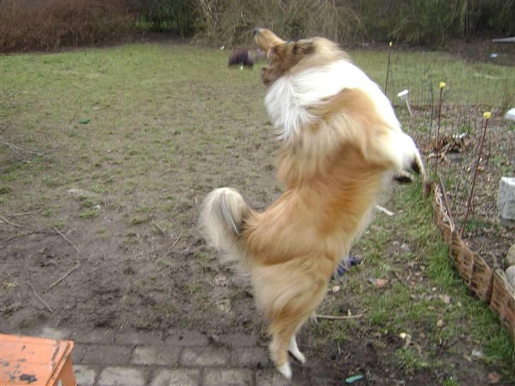 Collie langhåret Zacho - For sent til at gribe den? Nej jeg drejer bare lige en gang og griber den fordi hun kastede den længere end jeg troede... billede 13