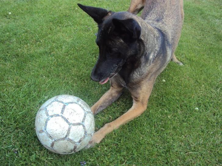 Malinois »' [Mira]  - fodbooooold:-D haha!<33 billede 5