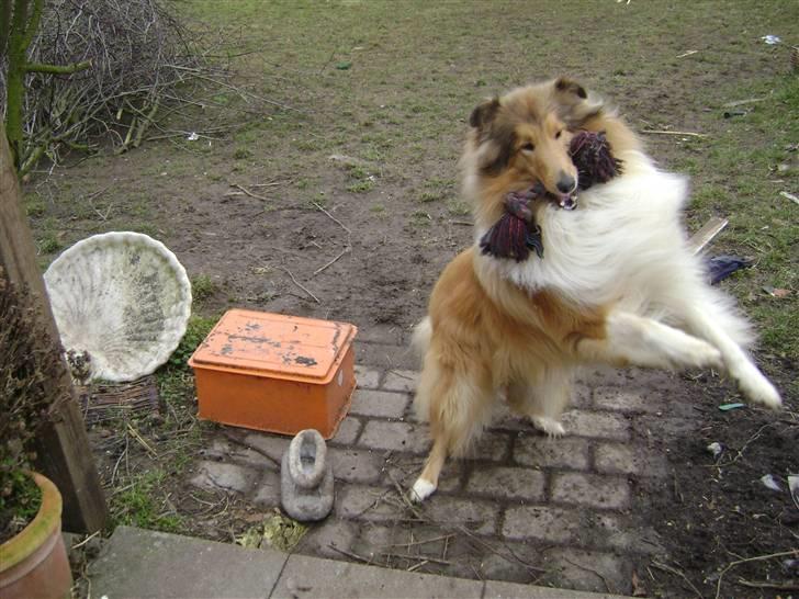 Collie langhåret Zacho - Haps... hehe billede 14