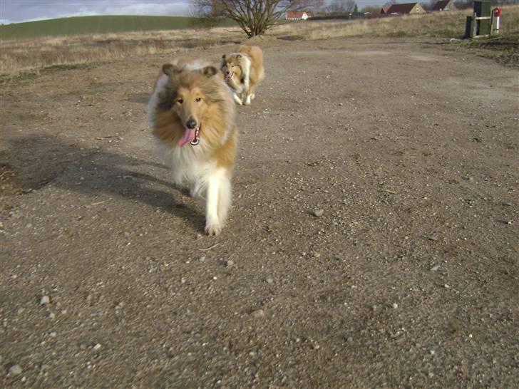 Collie langhåret Zacho - Løb! Jeg har dig næsten billede 15