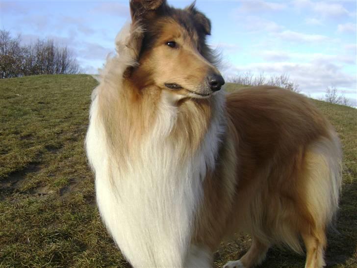 Collie langhåret Zacho - American topmodel? Ja, det kan vi godt sige... billede 16