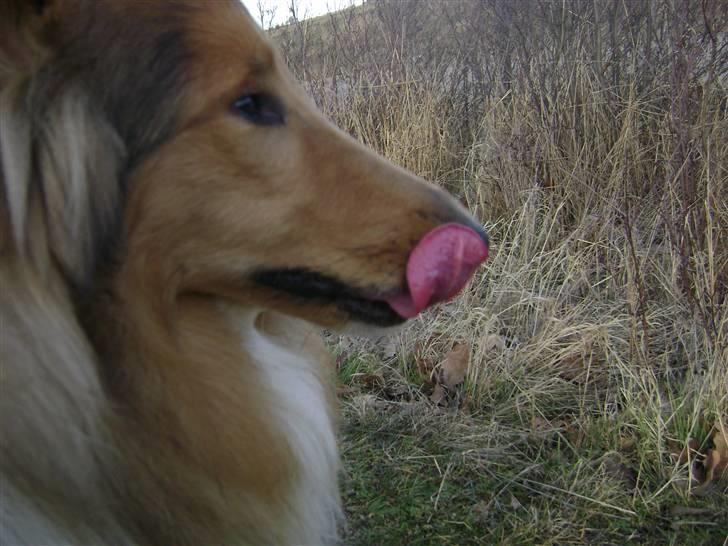 Collie langhåret Zacho - Vasker sig lige... billede 17
