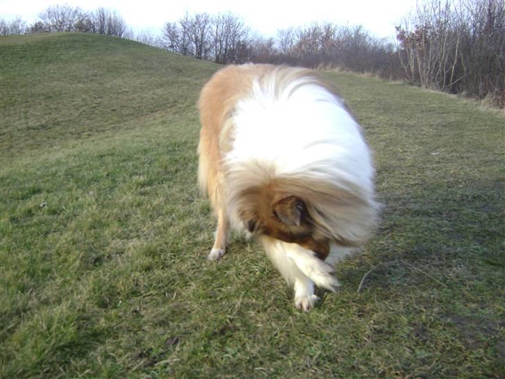 Collie langhåret Zacho - Nu kan I ikke se mig... Jeg kan jo ikke stikke hovedet ned under jorden som strudsen men poten over snuden kan jeg klare... billede 18