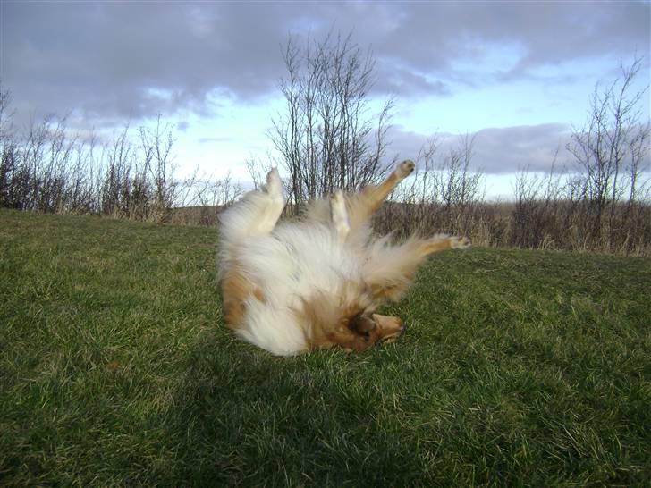 Collie langhåret Zacho - Øv jeg mangler lige den rene plet på ryggen... Argh det var bedre intet lugter bedre end en beskidt hund i ny og næ... billede 19
