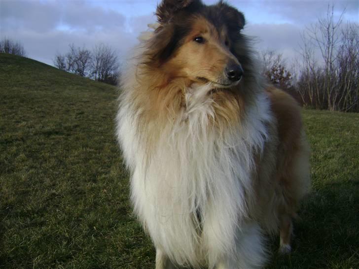 Collie langhåret Zacho - Så stiller jeg mig lige op til et til billede for din skyld mor billede 20
