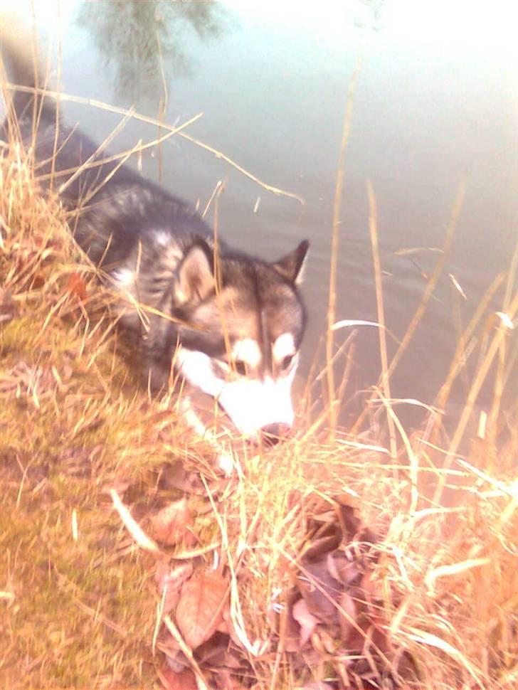 Alaskan malamute Simba  billede 18