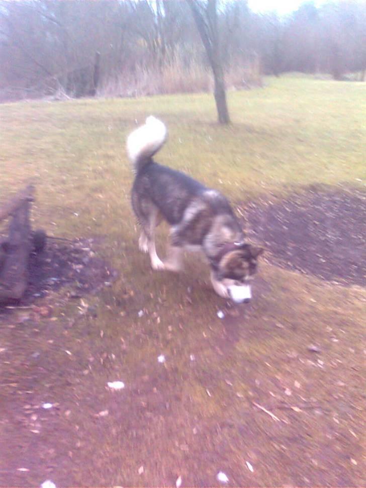 Alaskan malamute Simba  billede 19