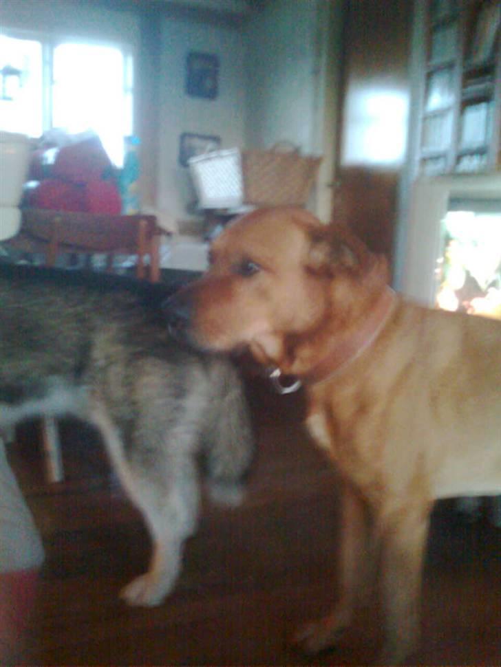 Rhodesian ridgeback Markus | Min Fars | billede 13