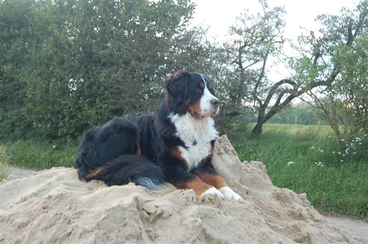 Berner sennenhund Faviteas Svante billede 1