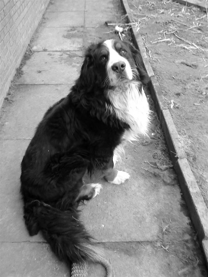 Berner sennenhund Faviteas Svante billede 2