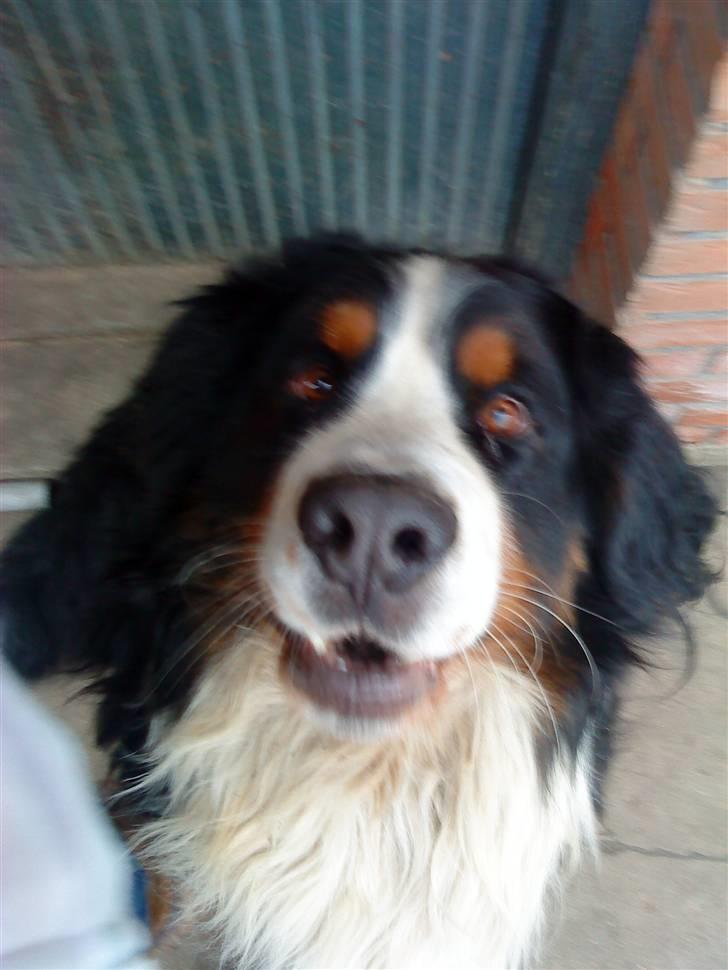 Berner sennenhund Faviteas Svante billede 3