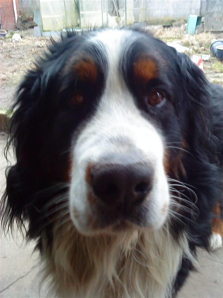 Berner sennenhund Faviteas Svante billede 4