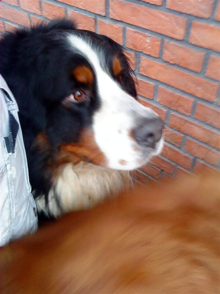 Berner sennenhund Faviteas Svante billede 5