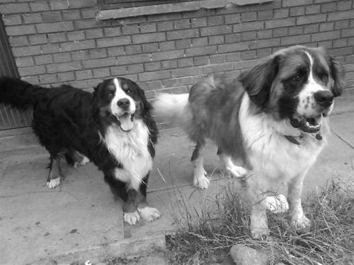 Berner sennenhund Faviteas Svante billede 6