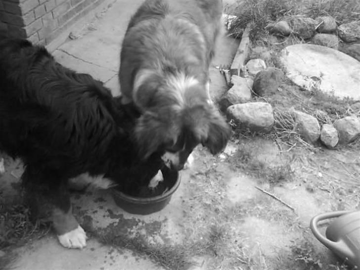 Berner sennenhund Faviteas Svante billede 7