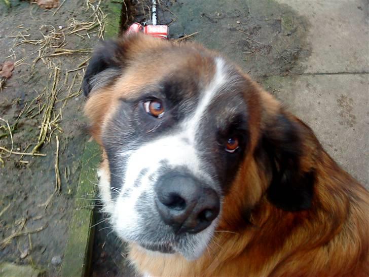 Sankt bernhardshund Mozart billede 6