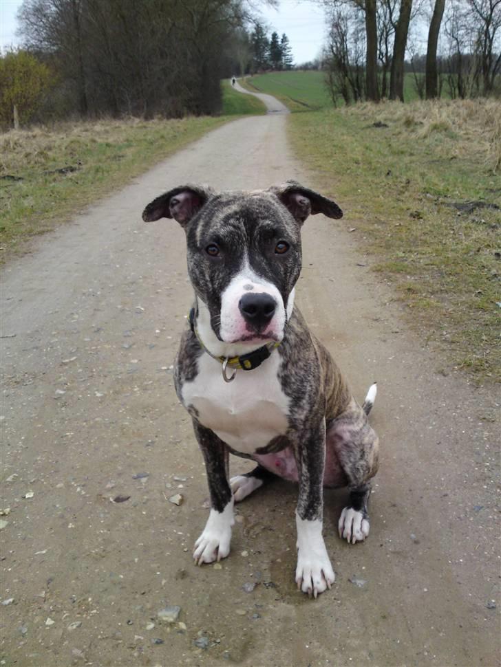 Amerikansk staffordshire terrier coda billede 1