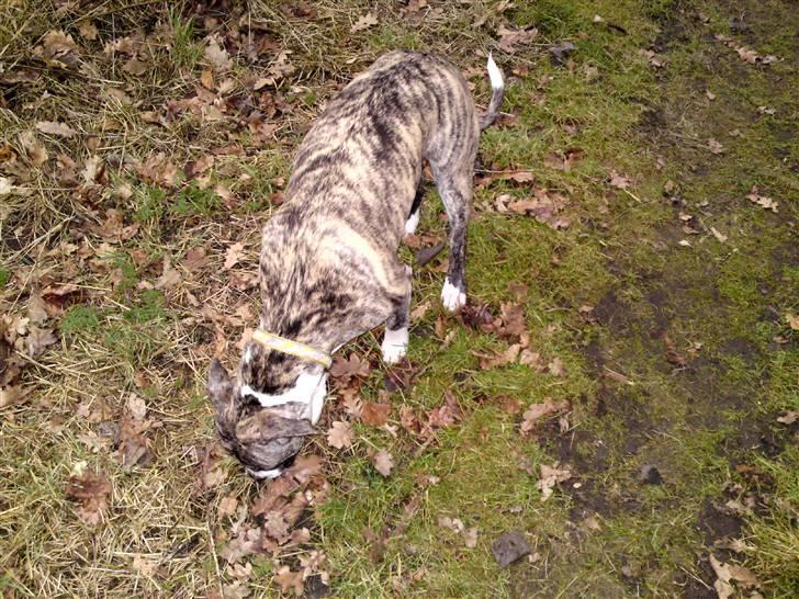 Amerikansk staffordshire terrier coda billede 2