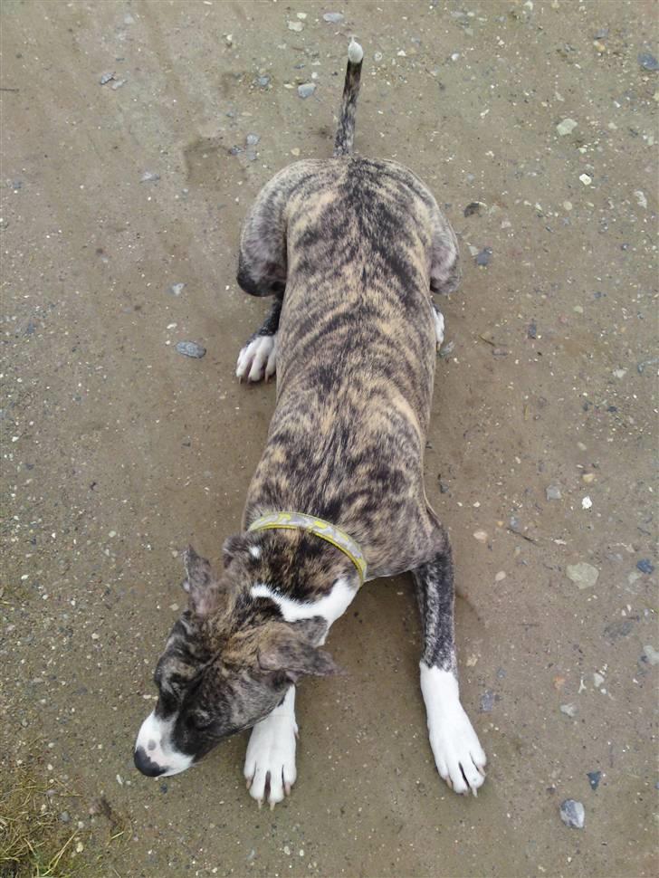 Amerikansk staffordshire terrier coda billede 3