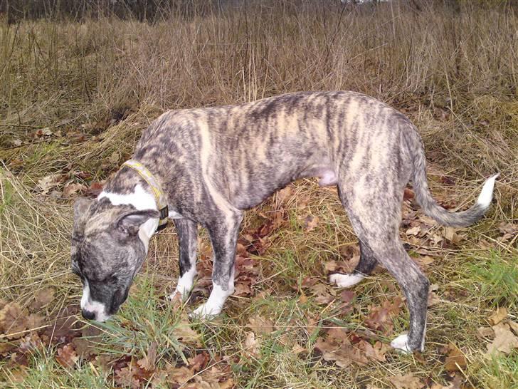 Amerikansk staffordshire terrier coda billede 4