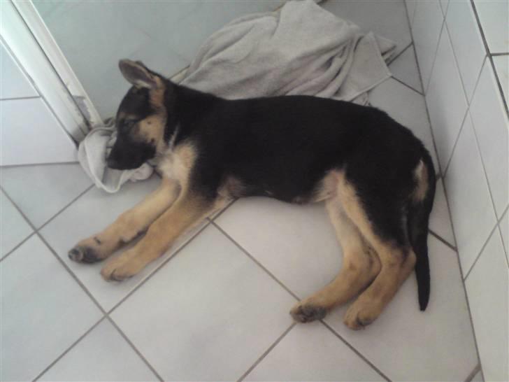 Schæferhund Alderslyst Xandra (Chili) billede 6