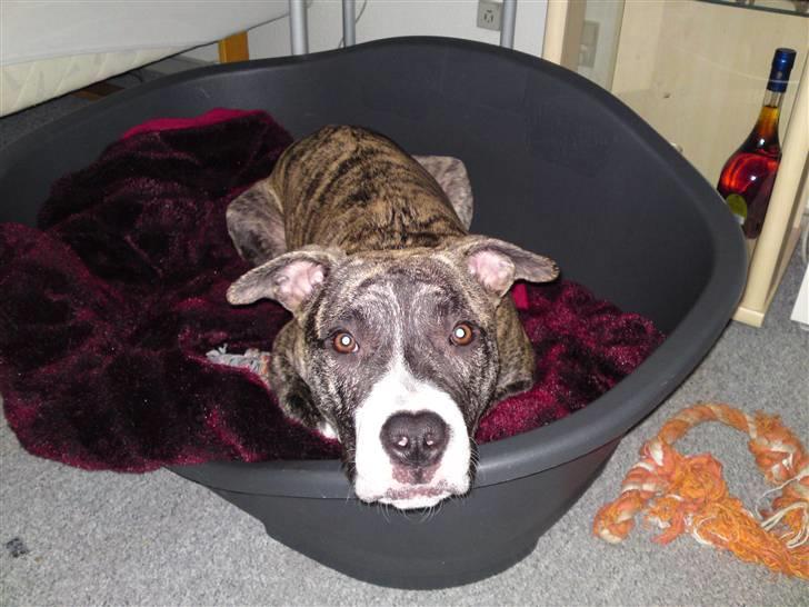 Amerikansk staffordshire terrier coda billede 5