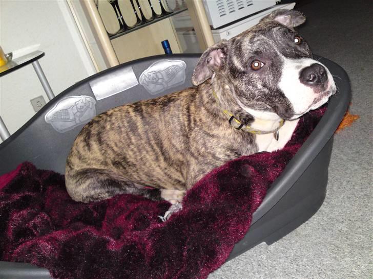 Amerikansk staffordshire terrier coda billede 6