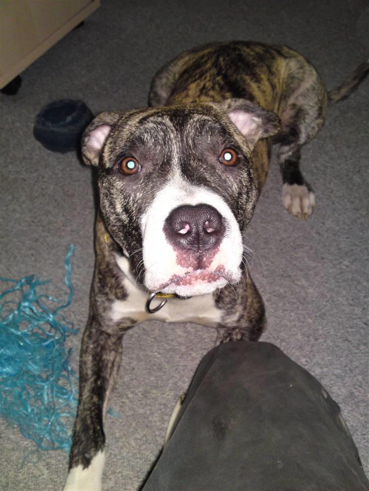 Amerikansk staffordshire terrier coda billede 7