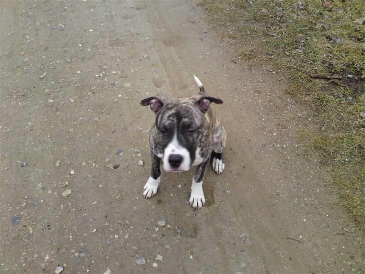 Amerikansk staffordshire terrier coda billede 8