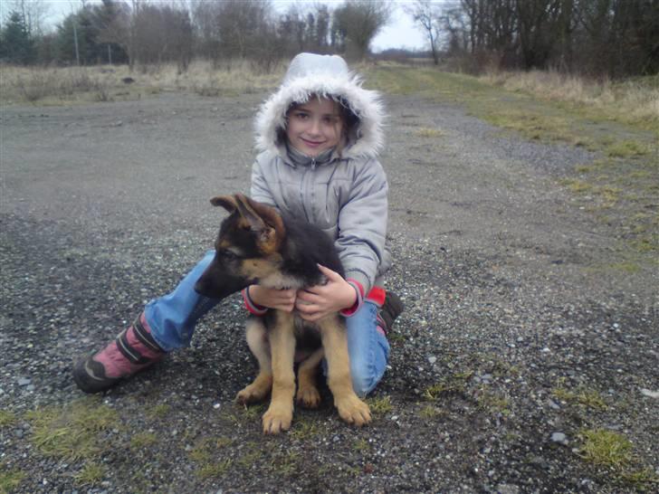 Schæferhund Alderslyst Xandra (Chili) billede 7