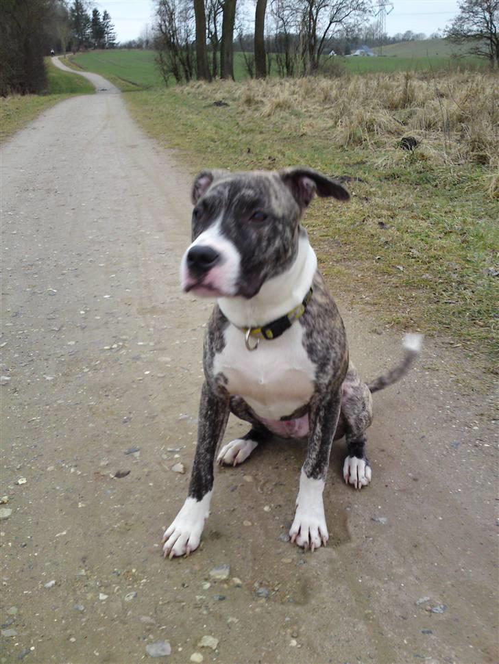 Amerikansk staffordshire terrier coda billede 9