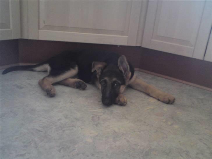 Schæferhund Alderslyst Xandra (Chili) billede 8