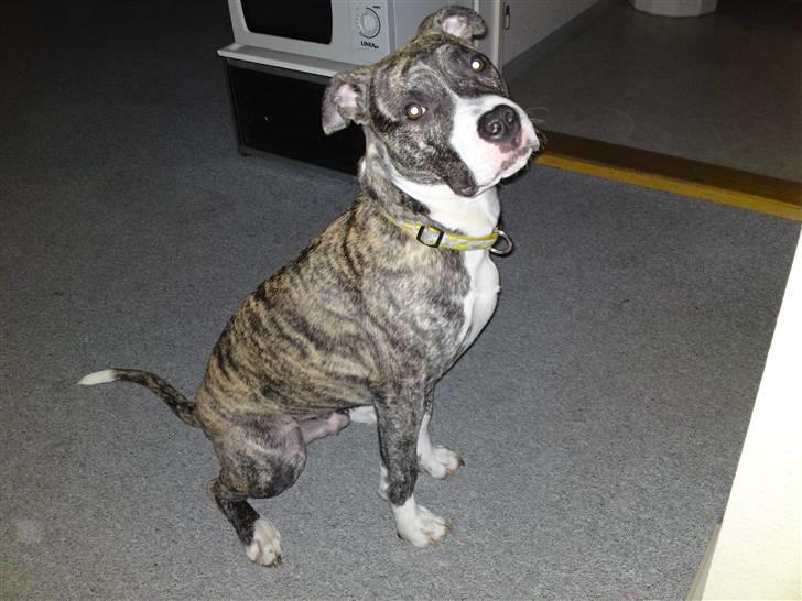 Amerikansk staffordshire terrier coda billede 10